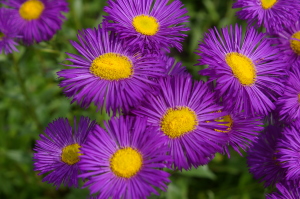 Aster