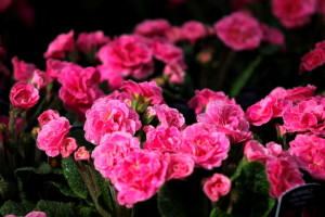 Double pink primrose