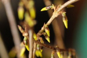 Forsythia