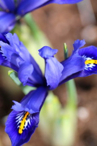 Iris Reticulata