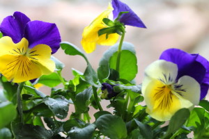 Pansies