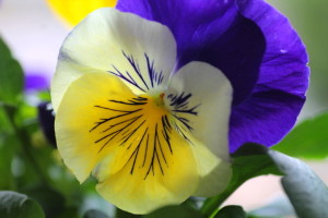 Pansy3