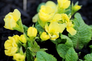 Yellow primula