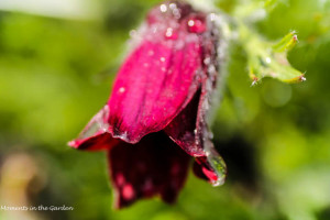 Anenome Pulsatilla (Pasque flower)