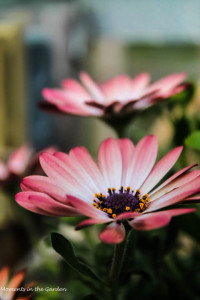 Osteospermums2