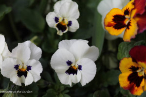 Pansies