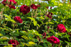 Arbour red rose starting to bloom