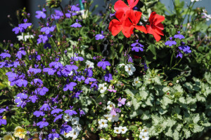 Blue and red basket with white bacopa and lamium