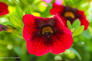 Ruby red calibrachoa