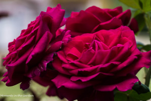 Crimson red roses