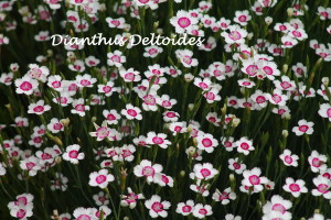 Dianthus Deltoides