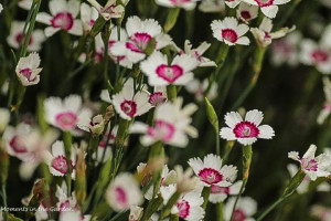 White and deep red dianthus deltoides