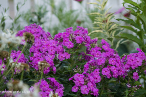 Lilac pink phlox