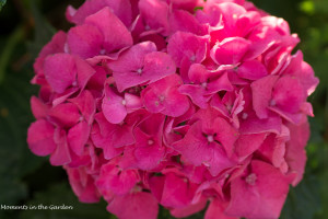 Pink hydrangea in full bloom