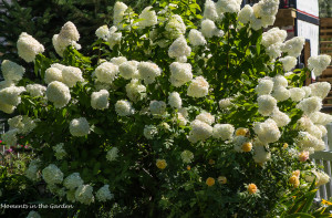 Summer garden - hydrangea paniculata in full bloom, doubled in size