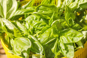 Harvested basil