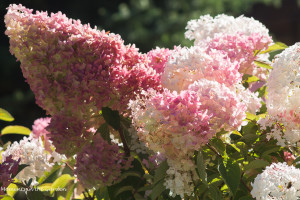 Pink blooms, Hydangea paniculata