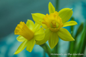 Close up of miniature daffodils (1 of 1)