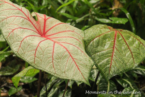 Beautiful red veined foliage-3381