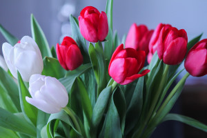 Birthday tulips (1 of 1)