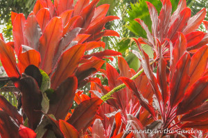 Copper coloured foliage-3305