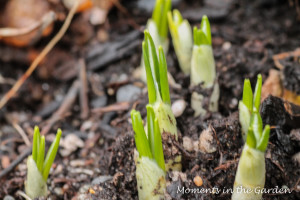 Crocuses popping up-3545