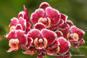 Deep red and white orchid-3359