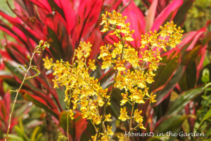 Delicate orchid against red foliage-3379