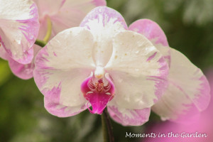 Delicate rosy pink and white orchids-3355