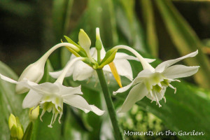 Delicate white blooms-3380