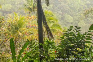 Jungle scene as approaching ocean-3374