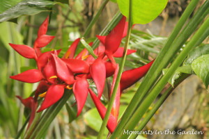 Love these red blooms-3350