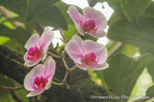 Orchid grafted onto tree-3310