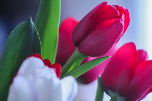 Rosy pink and white tulips (1 of 1)