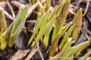 Tulips popping up-3552