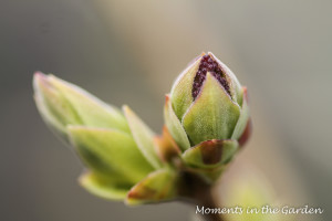 Buds on lilac bush-3961