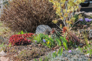 Early Spring Rockery Garden-4003