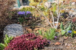 Early Spring Rockery Garden2-4004