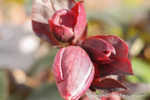 Helleborus Pink Frost-3807