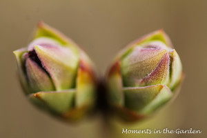 Lilac buds 2-3965