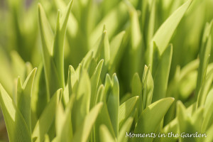 Lily leaves-3851