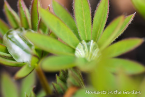 Lupin leaves-3849