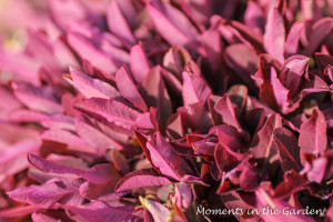 New growth on the euphorbia-3987