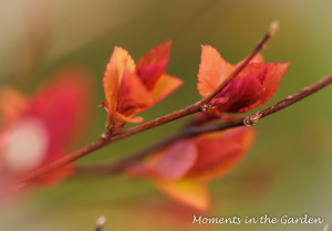 New leaves on variegated spirea-3982