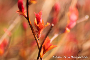 New leaves on variegated spirea, reddish leaves-3984