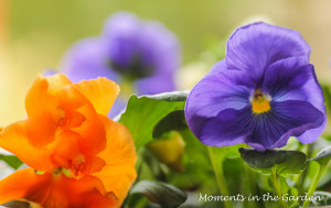 Orange and blue pansies-3827