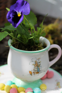 Pansy in Beatrix Potter cup-3871