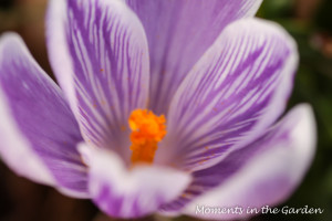 Purple and white crocus-3949