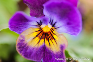 Purple and yellow viola-3896