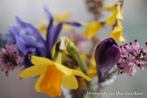 Selection of spring flowers close up-3793